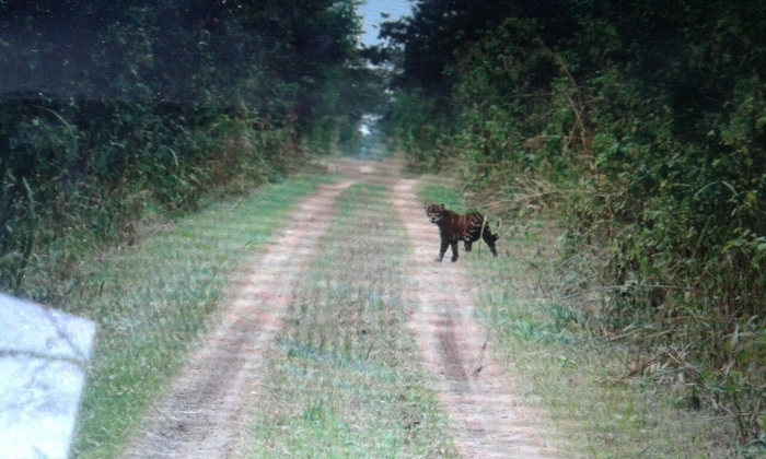 La rencontre avec des jaguars a Kaa Iya