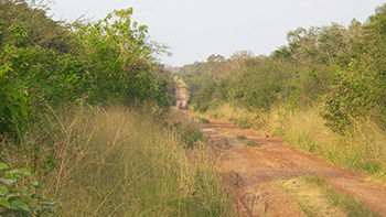 Jaguar Touren im Kaa Iya Nationalpark