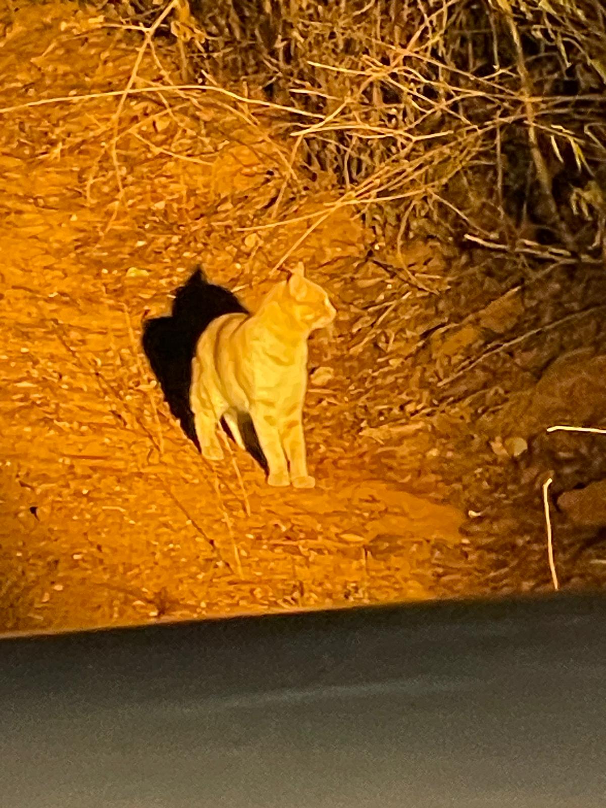 Garlepps pampas cat