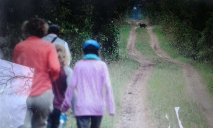 La rencontre avec des jaguars a Kaa Iya