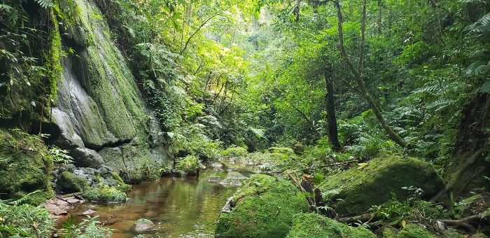 Amboro National park Bolivia Pristine forest