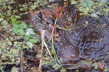 Noel Kempf nationalpark mit seinen Wasserfallen