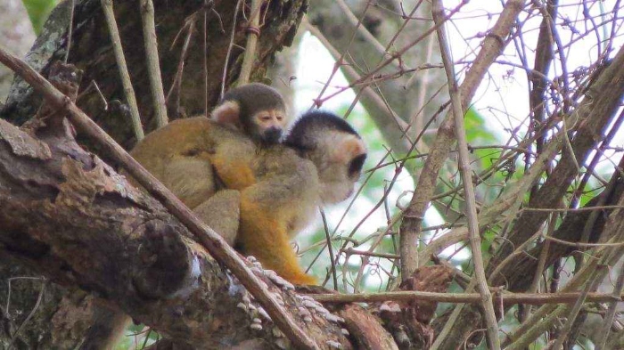 Curichi La Madre Monkeys