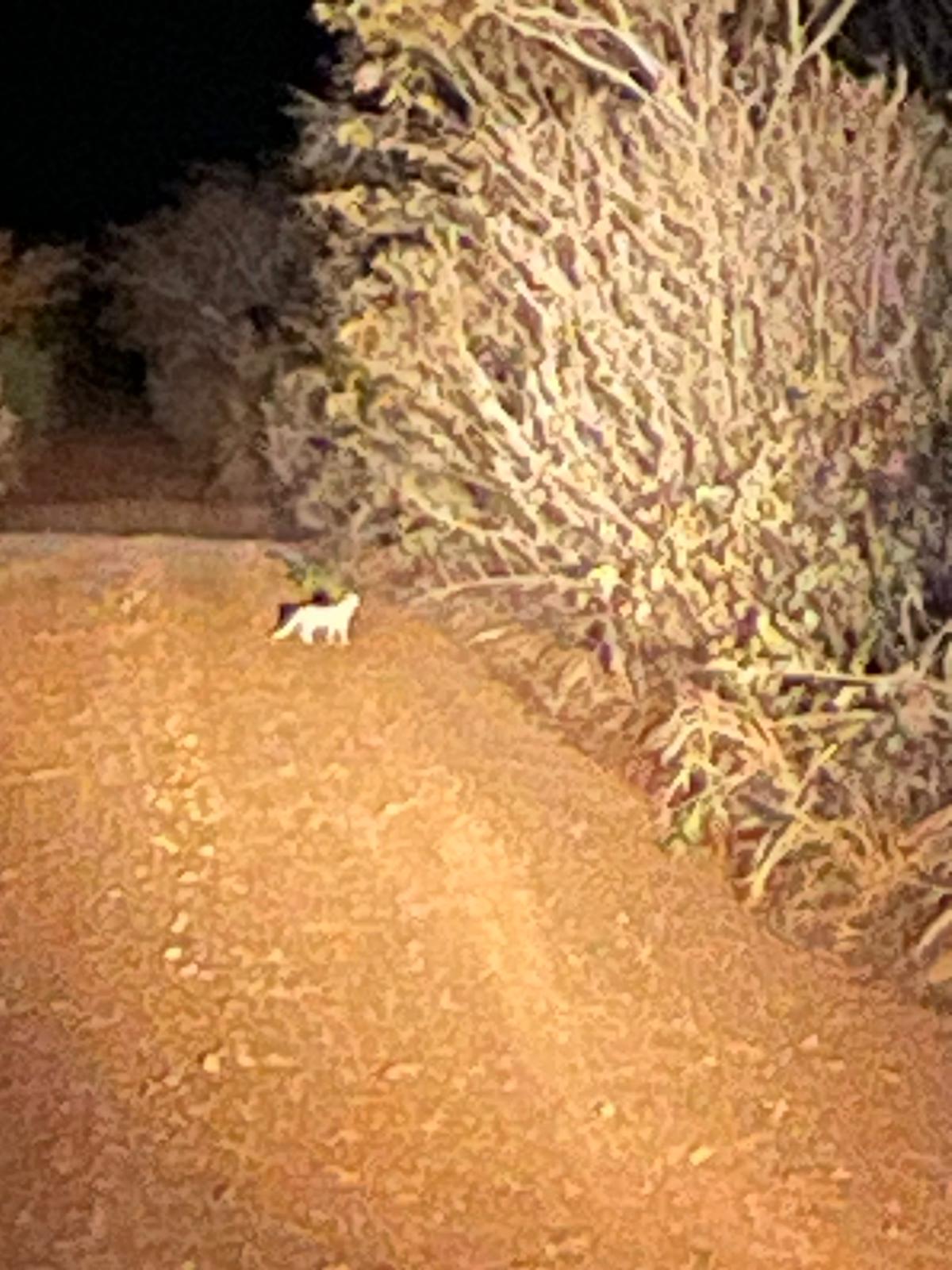 The northern pampas cat