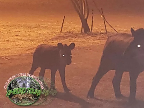 xKaa-Iya-National-park-wild-tapirs-by-Tucavaca